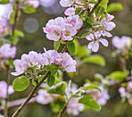 Apple trees flowers