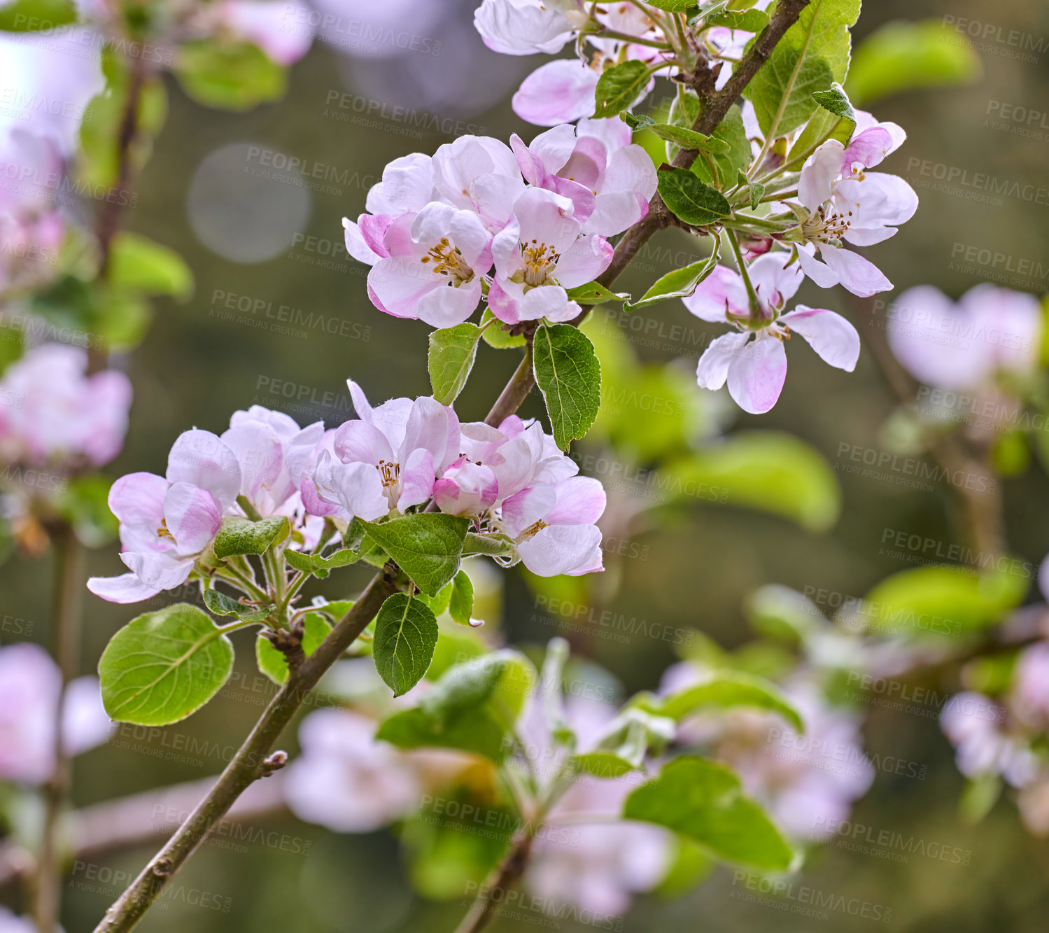 Buy stock photo Beautiful pink Malus Spectabilis flowers blooming on a tree branch outdoors in nature on a spring day. Bright and vibrant plants blossom in a forest during summer. Colorful foliage growing on trees