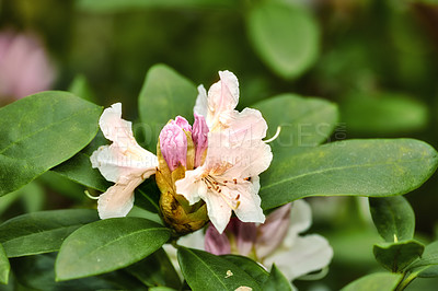 Buy stock photo Rhododendron Flowers in my garden