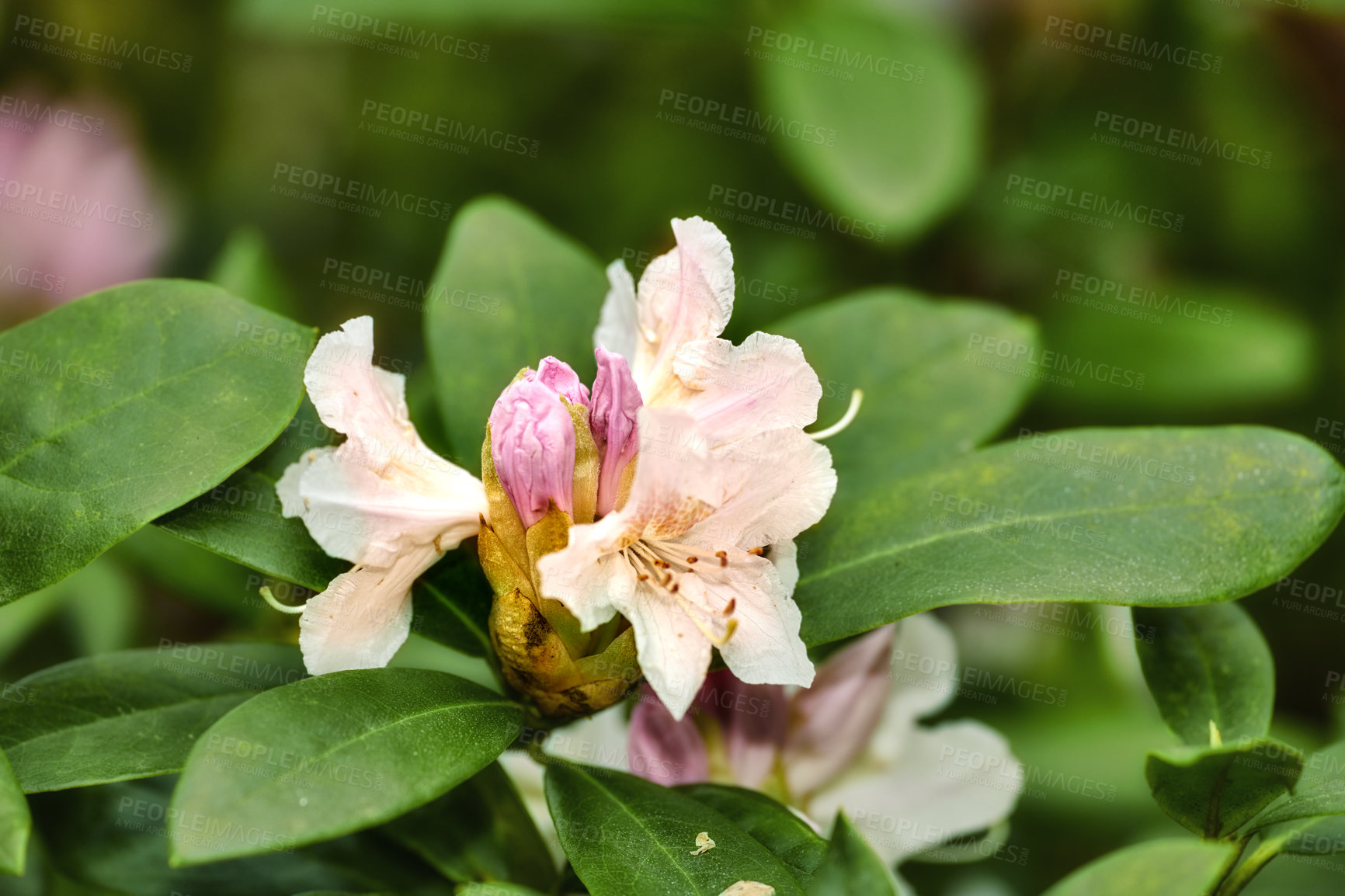 Buy stock photo Rhododendron Flowers in my garden