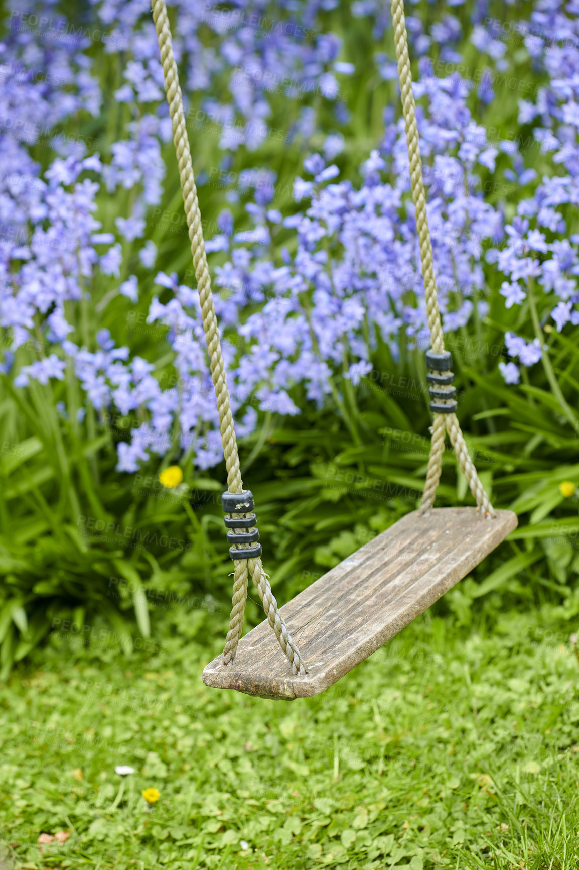 Buy stock photo A wooden swing in a peaceful garden area with Bluebell Flowers blooming in a lush green bush. A play space outdoors in a backyard with vibrant purple plants growing in on a spring day