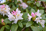 Rhododendron - garden flowers in May