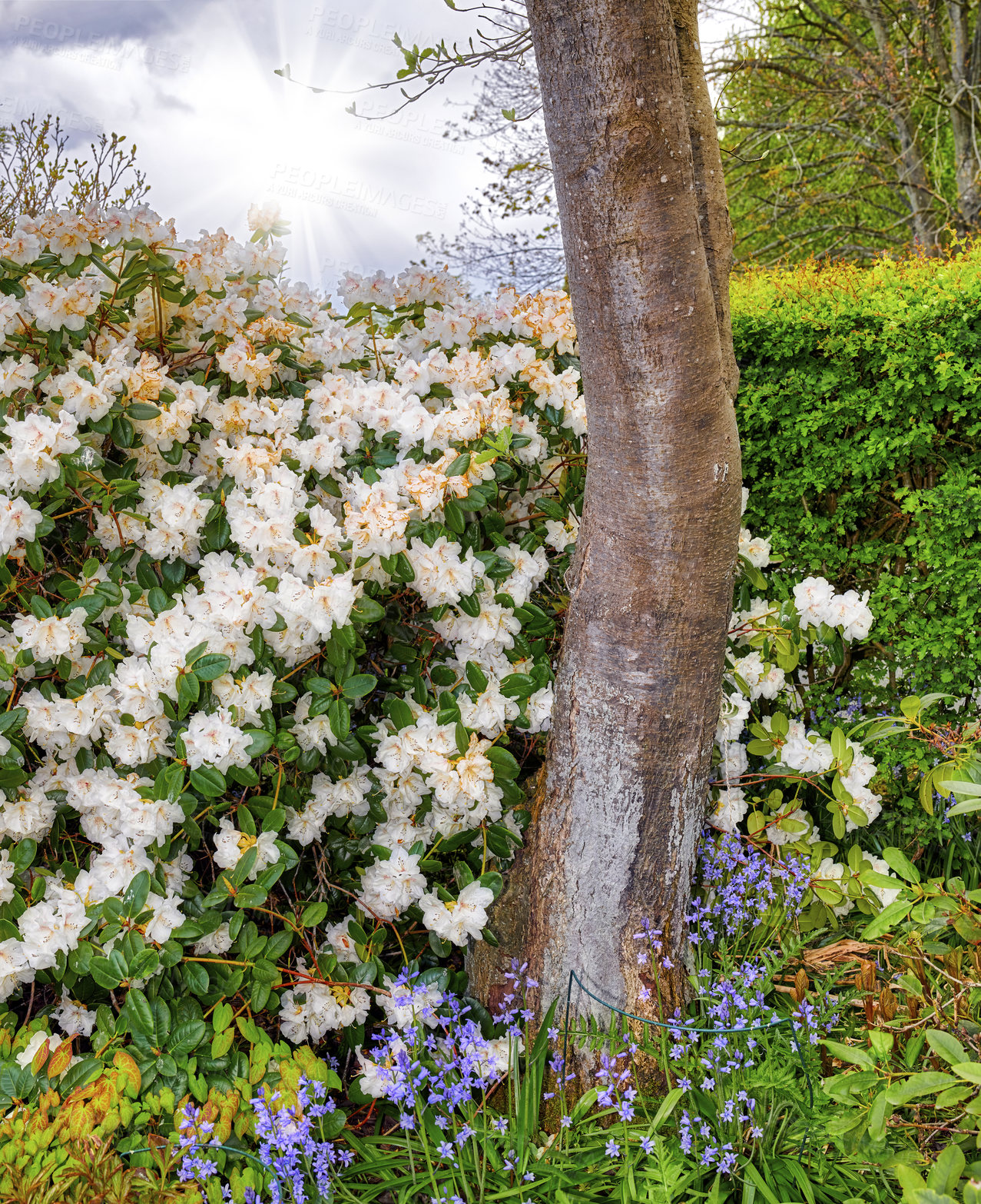 Buy stock photo Rhododendron Dora Amateis blooming in a magical garden with a bright sunbeam in the cloudy sky. Beautiful white flowers blossoming in a bush near a tree with light shining outdoors in nature