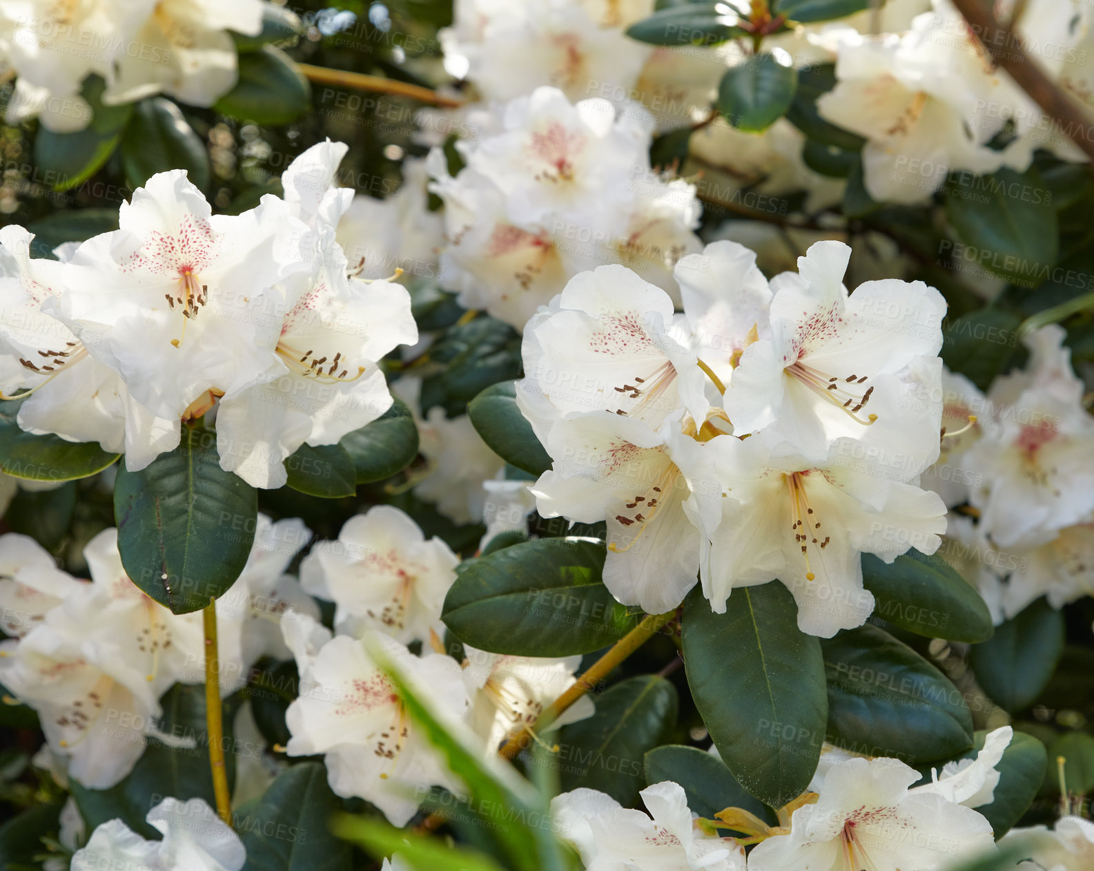 Buy stock photo Rhododendron is a genus of 1,024 species of woody plants in the heath family, either evergreen or deciduous, and found mainly in Asia, although it is also widespread throughout the Southern Highlands of the Appalachian Mountains of North America.