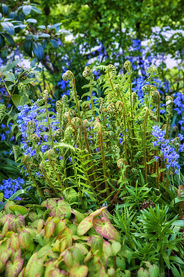 Buy stock photo Colorful purple flowers and curly ferns growing in a garden. Closeup of spanish bluebells or hyacinthoides hispanica foliage blooming between male wood ferns or dryopteris on a sunny day in nature