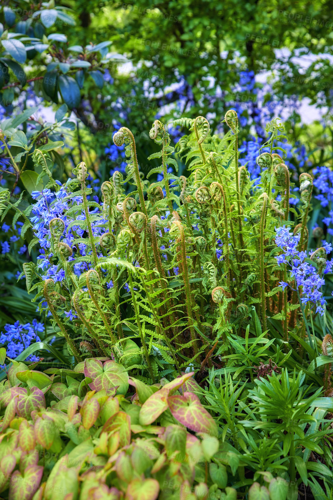 Buy stock photo Colorful purple flowers and curly ferns growing in a garden. Closeup of spanish bluebells or hyacinthoides hispanica foliage blooming between male wood ferns or dryopteris on a sunny day in nature