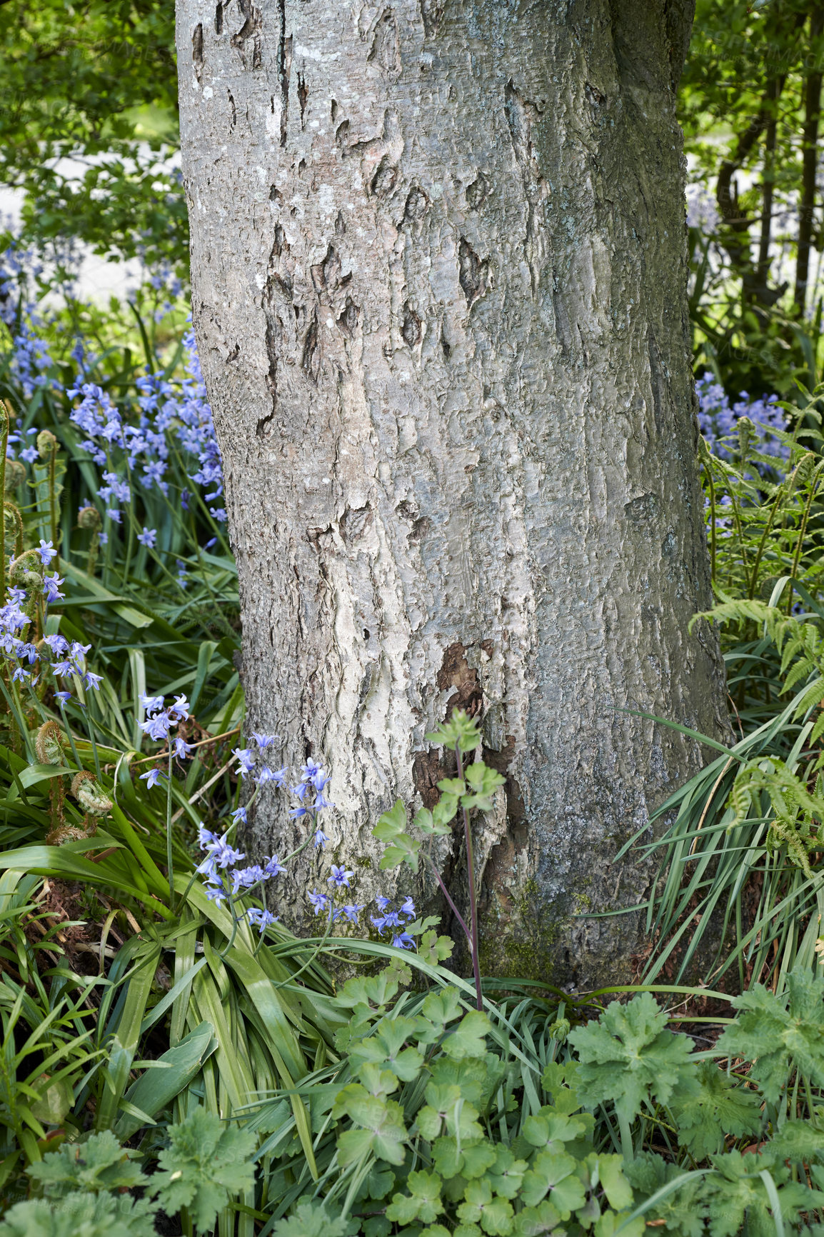 Buy stock photo A series of beautiful garden photos