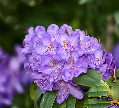 Buy stock photo Rhododendron is a genus of 1,024 species of woody plants in the heath family, either evergreen or deciduous, and found mainly in Asia, although it is also widespread throughout the Southern Highlands of the Appalachian Mountains of North America.