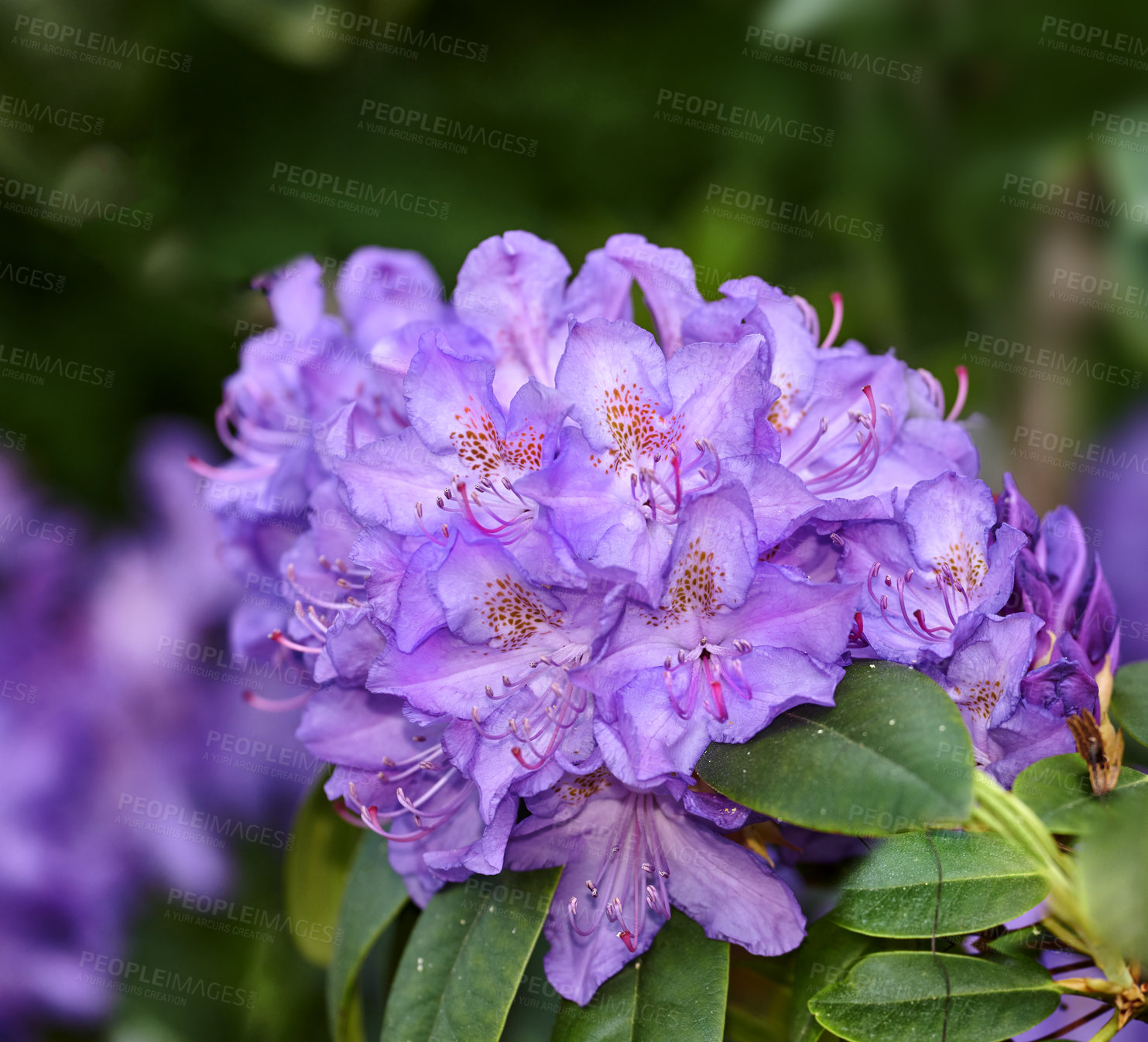 Buy stock photo Rhododendron is a genus of 1,024 species of woody plants in the heath family, either evergreen or deciduous, and found mainly in Asia, although it is also widespread throughout the Southern Highlands of the Appalachian Mountains of North America.