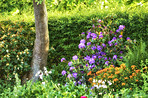 Rhododendron - garden flowers in May