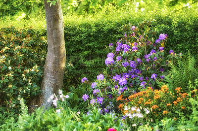 Buy stock photo Rhododendron is a genus of 1,024 species of woody plants in the heath family, either evergreen or deciduous, and found mainly in Asia, although it is also widespread throughout the Southern Highlands of the Appalachian Mountains of North America.