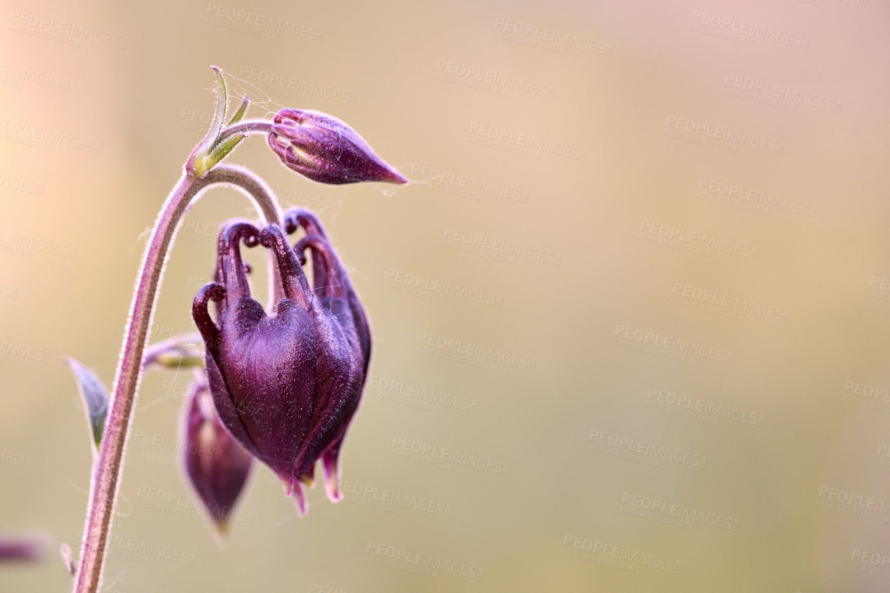 Buy stock photo A series of beautiful garden photos