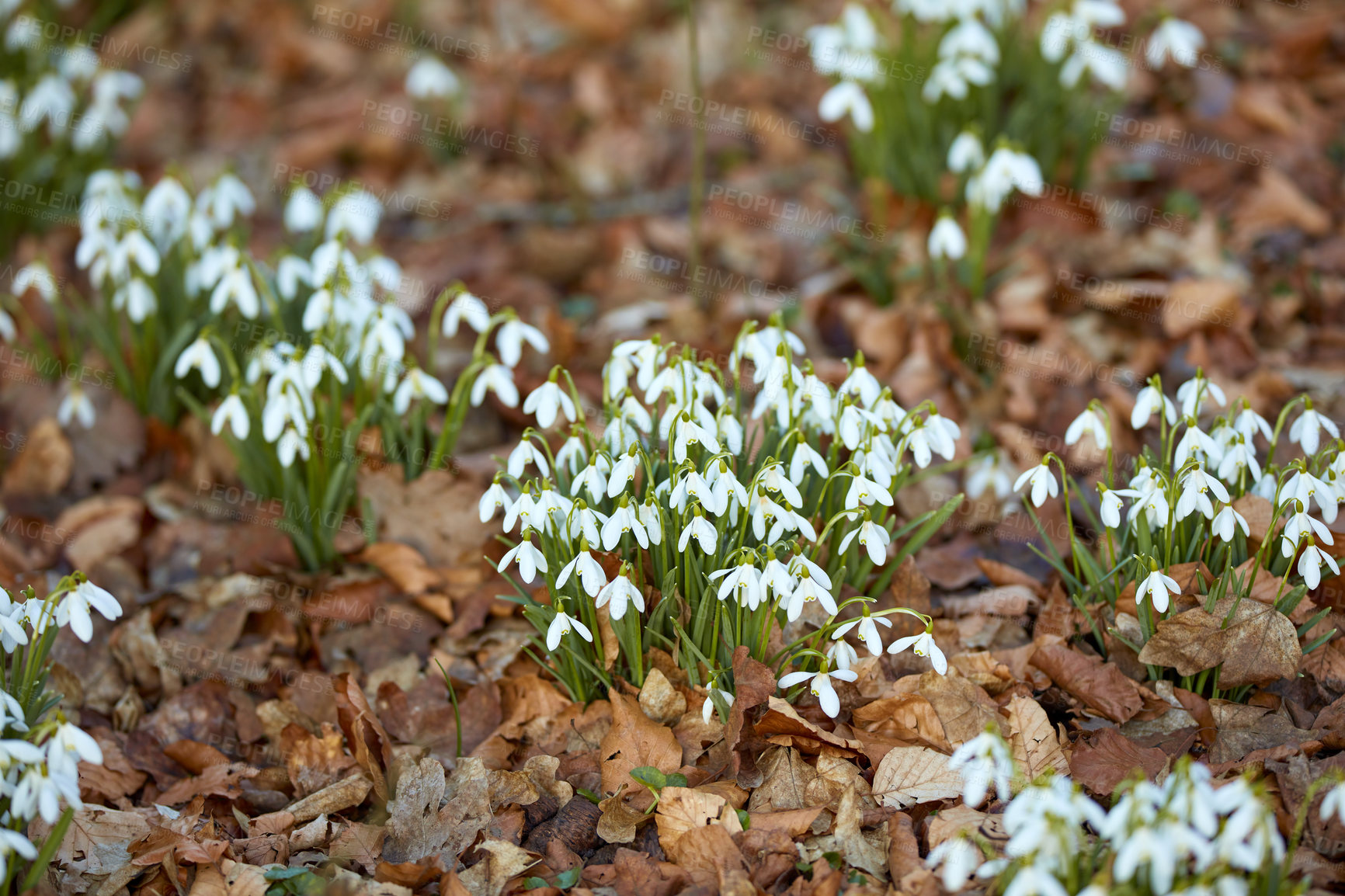 Buy stock photo Closeup of white common snowdrop flowers growing and blooming from nutrient rich soil in a home garden or remote field. Group of galanthus nivalis blossoming and flowering in quiet meadow or backyard