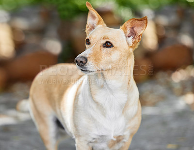 Buy stock photo Cropped shot of an adorable dog outside in the yard