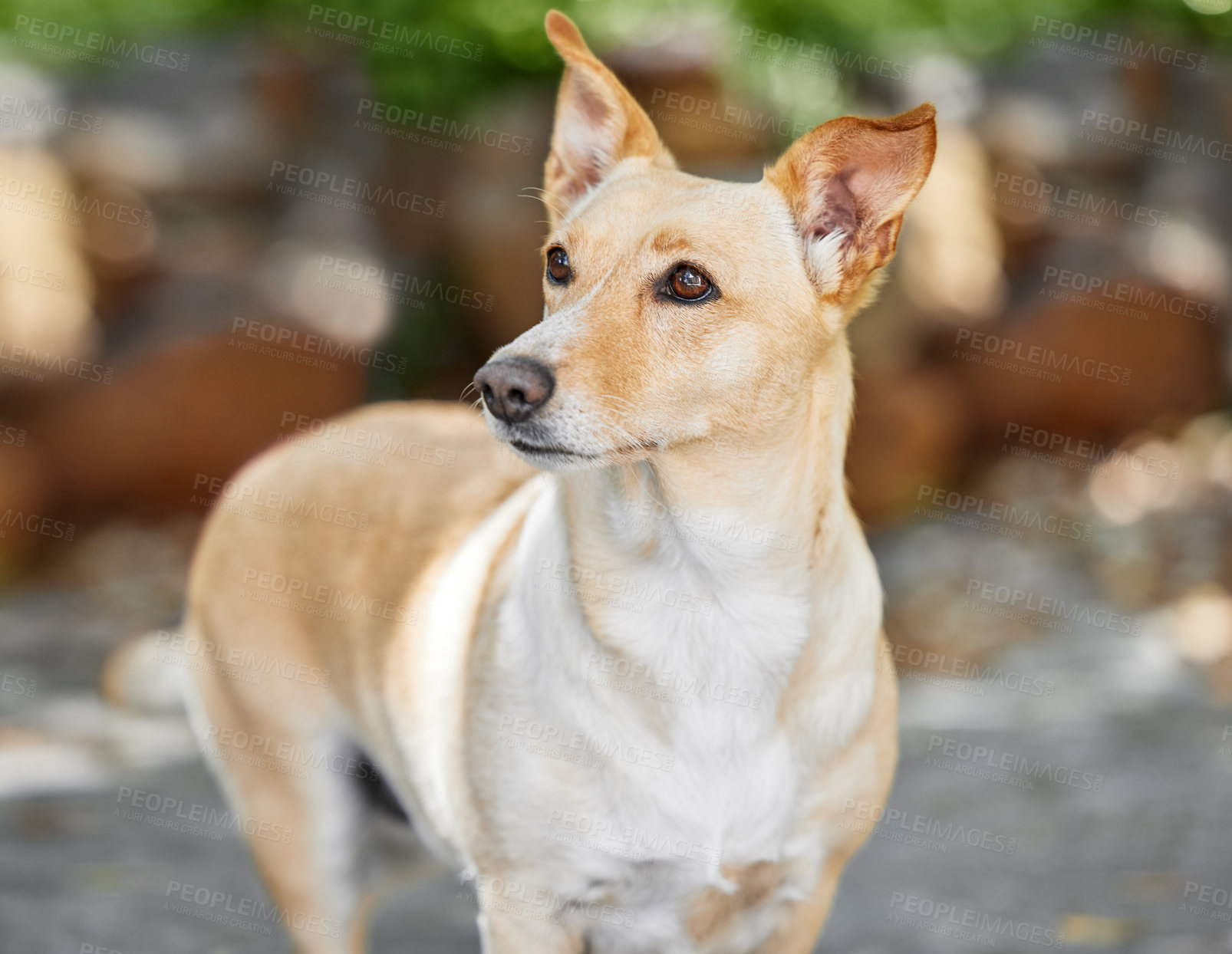 Buy stock photo Cropped shot of an adorable dog outside in the yard