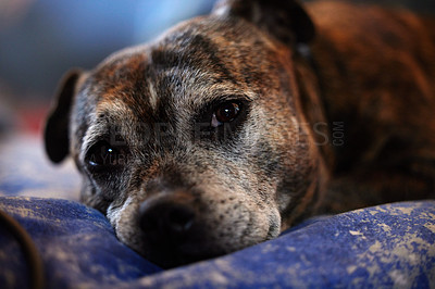 Buy stock photo Shot of an adorable dog at home