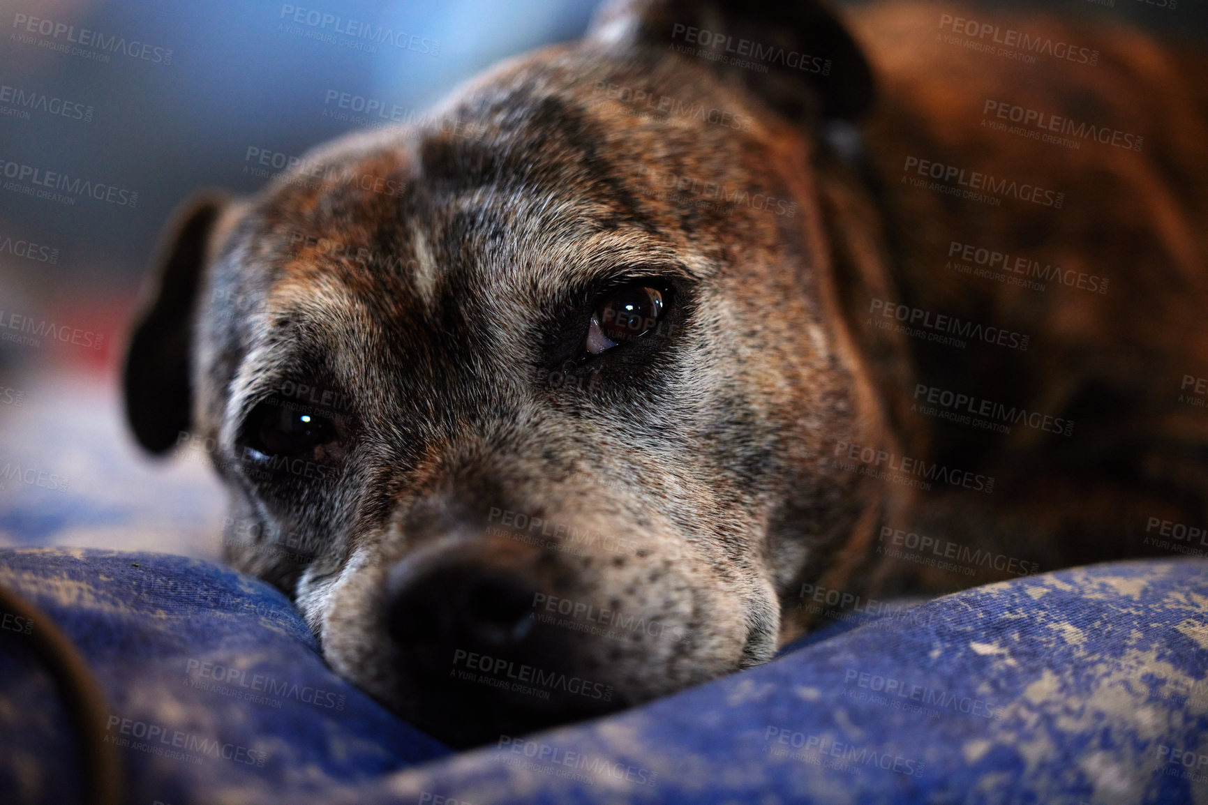 Buy stock photo Shot of an adorable dog at home