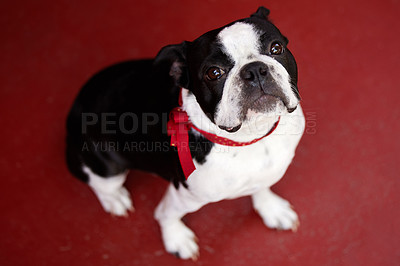 Buy stock photo Shot of an adorable dog at home