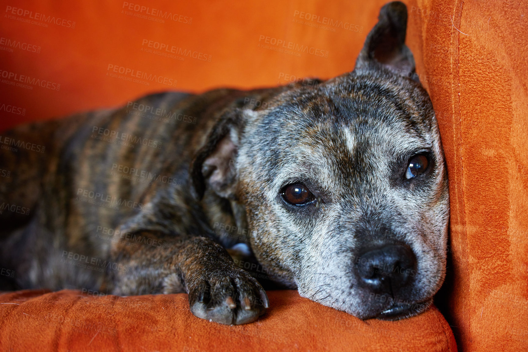 Buy stock photo Shot of an adorable dog at home