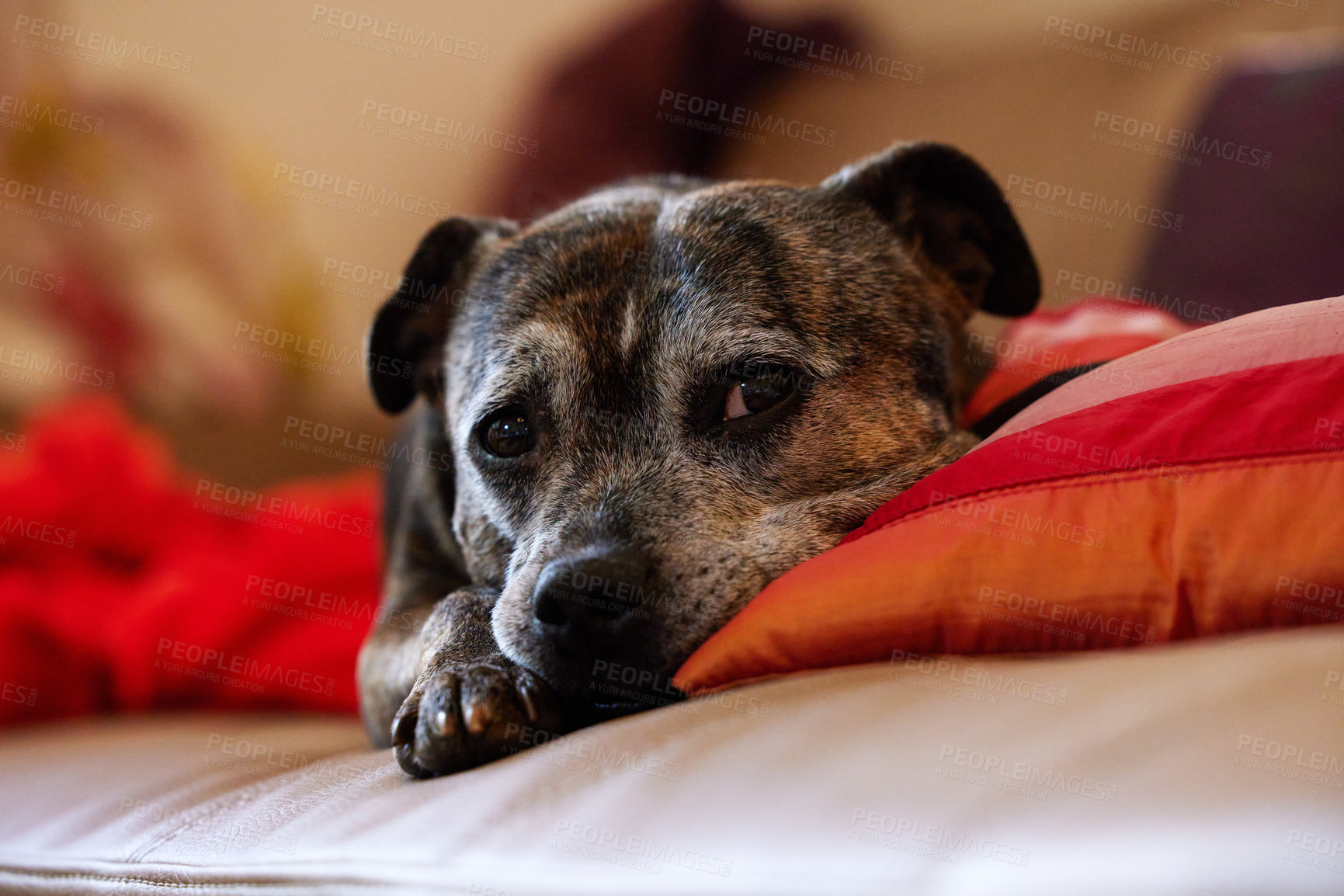 Buy stock photo Dog, rest and couch in family home for elderly pet, sleep and relax on sofa with pillow in apartment. Old age, furry friend and lying down on furniture for peace, calm and domestic animal in house