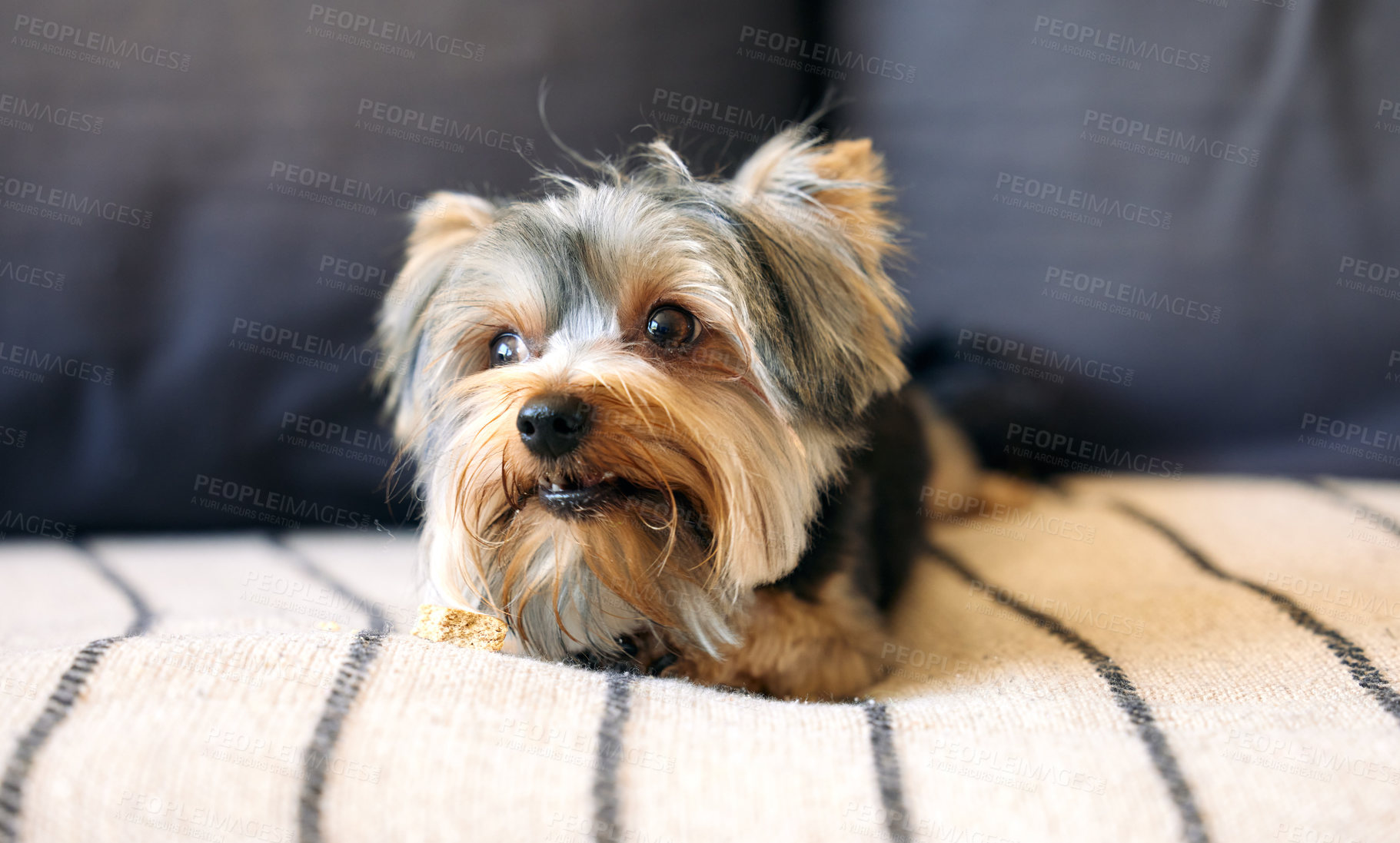Buy stock photo Shot of an adorable dog relaxing on a couch at home