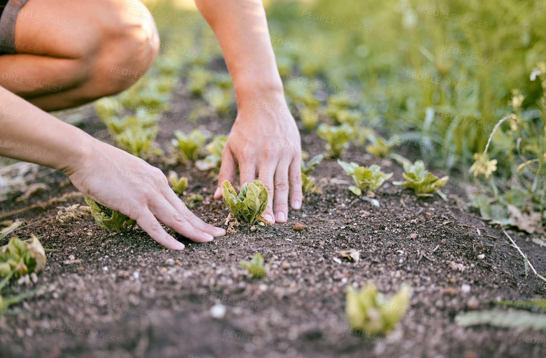 Buy stock photo Shot of a man touching the soil as he plants crops in his garden