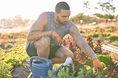 Buy stock photo Agriculture, farm and man with plants, gardening and summer with harvest, eco friendly and produce with sustainability. Nature, person and guy with watering cans, ecology and organic with landscape