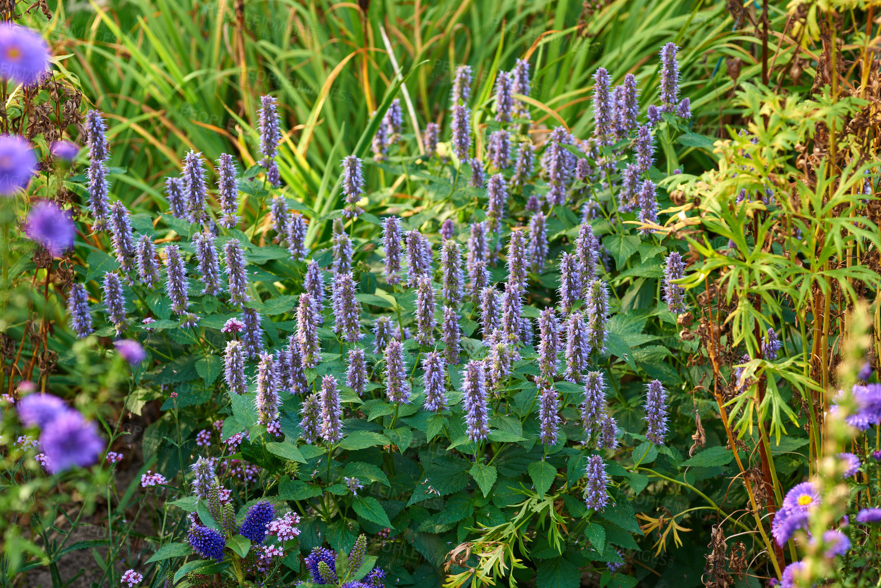 Buy stock photo A series of beautiful garden photos