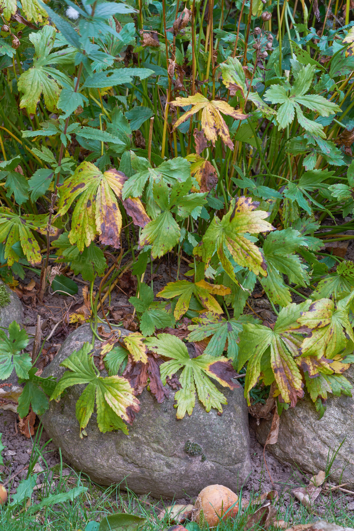 Buy stock photo A series of beautiful garden photos