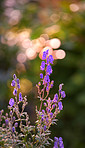 Beautiful flowers from my garden