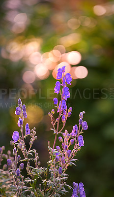 Buy stock photo A series of beautiful garden photos