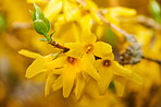 Beautiful flowers from my garden
