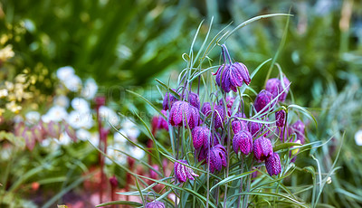 Buy stock photo A series of beautiful garden photos