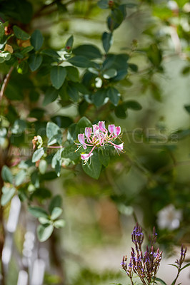 Buy stock photo A series of beautiful garden photos