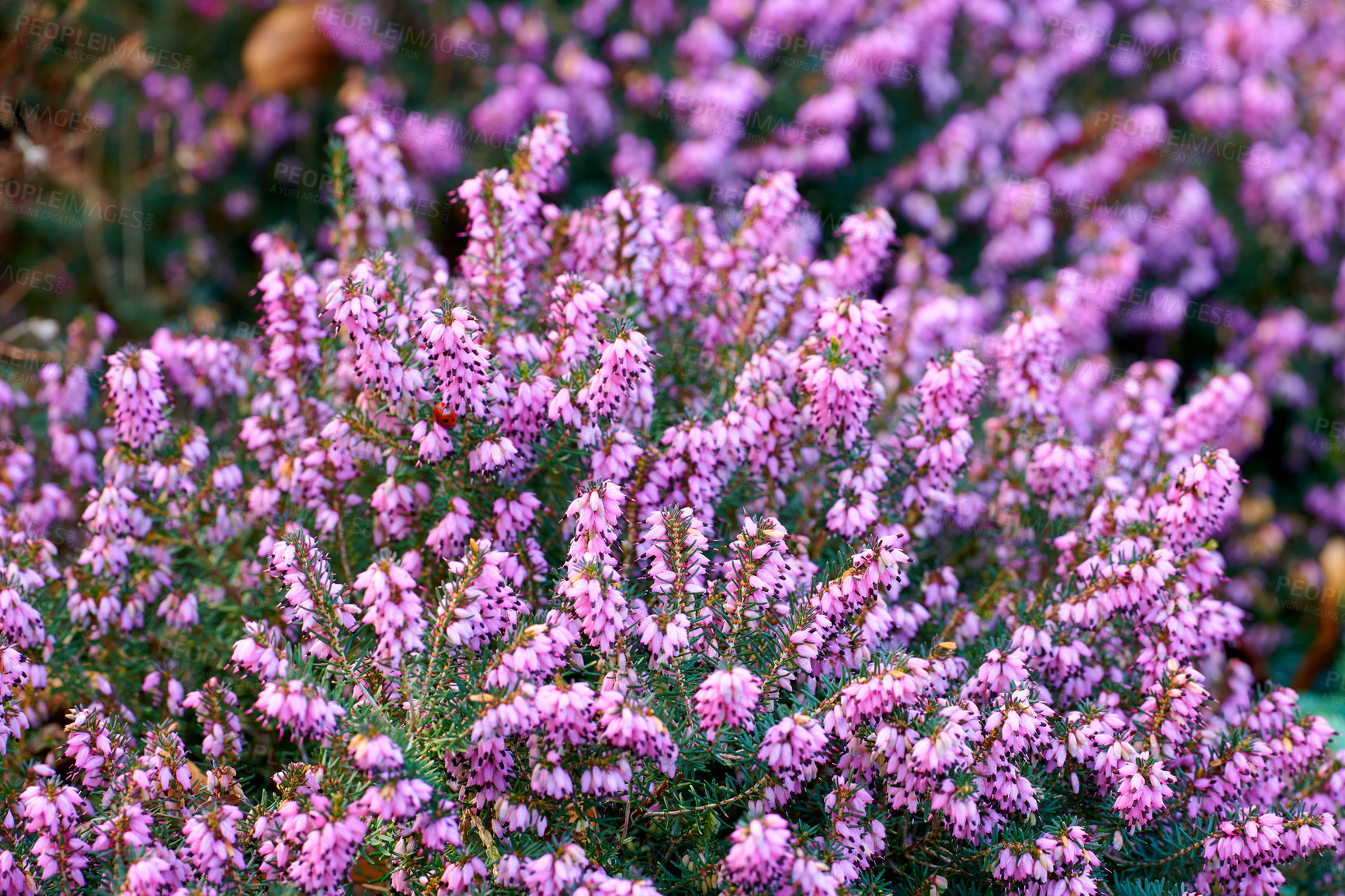 Buy stock photo A series of beautiful garden photos