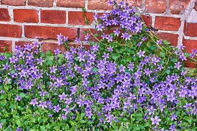 Buy stock photo A series of beautiful garden photos