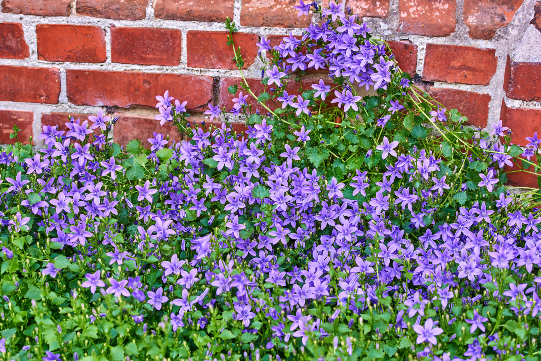 Buy stock photo A series of beautiful garden photos