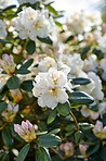 White Rhododendron