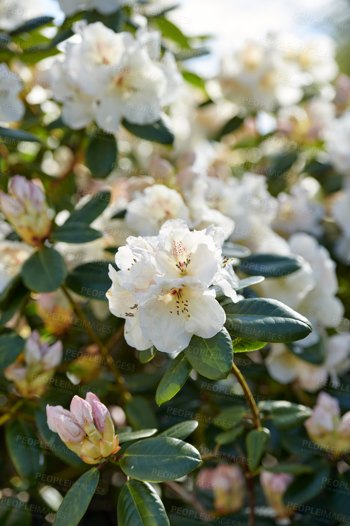 Buy stock photo White Rhododendron Flowers