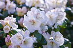 White Rhododendron