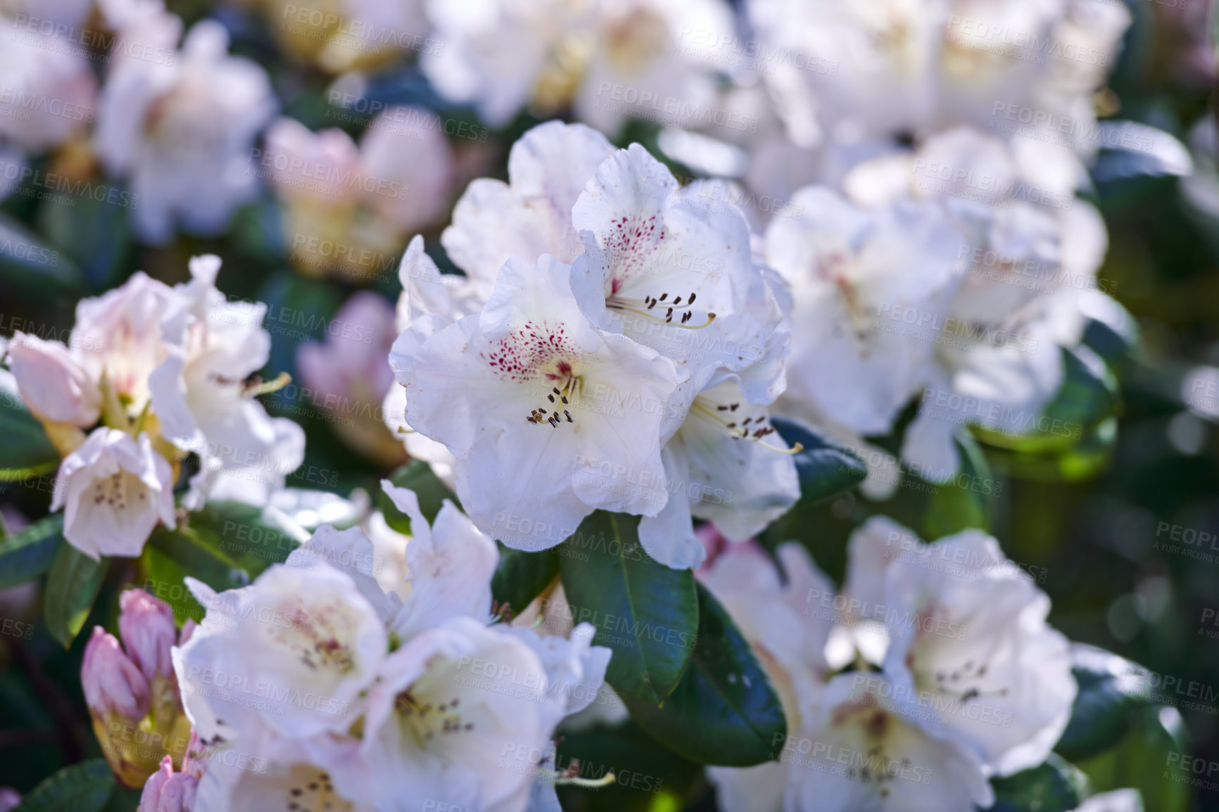 Buy stock photo Botanical, springtime or rhododendron in park with growth, pollinator or floral structure in ecology. Bokeh, group or flower with development, nature environment or plant blooming in gardening.