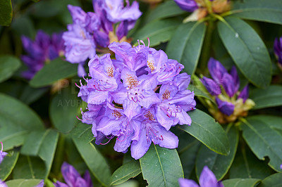 Buy stock photo Rhododendron is a genus of 1,024 species of woody plants in the heath family, either evergreen or deciduous, and found mainly in Asia, although it is also widespread throughout the Southern Highlands of the Appalachian Mountains of North America.