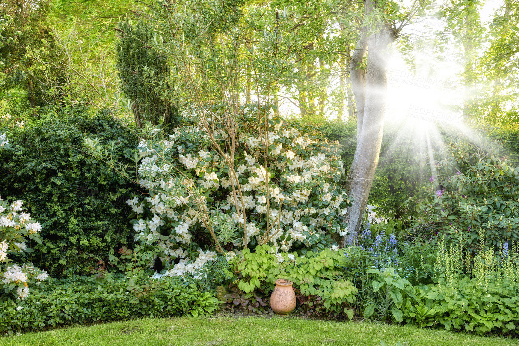 Buy stock photo Landscape of quiet green garden with many shrubs and flowers on a sunny day outside. Lush backyard with flowering bushes and sun flare. Vibrant nature scene of different plants growing in a in park