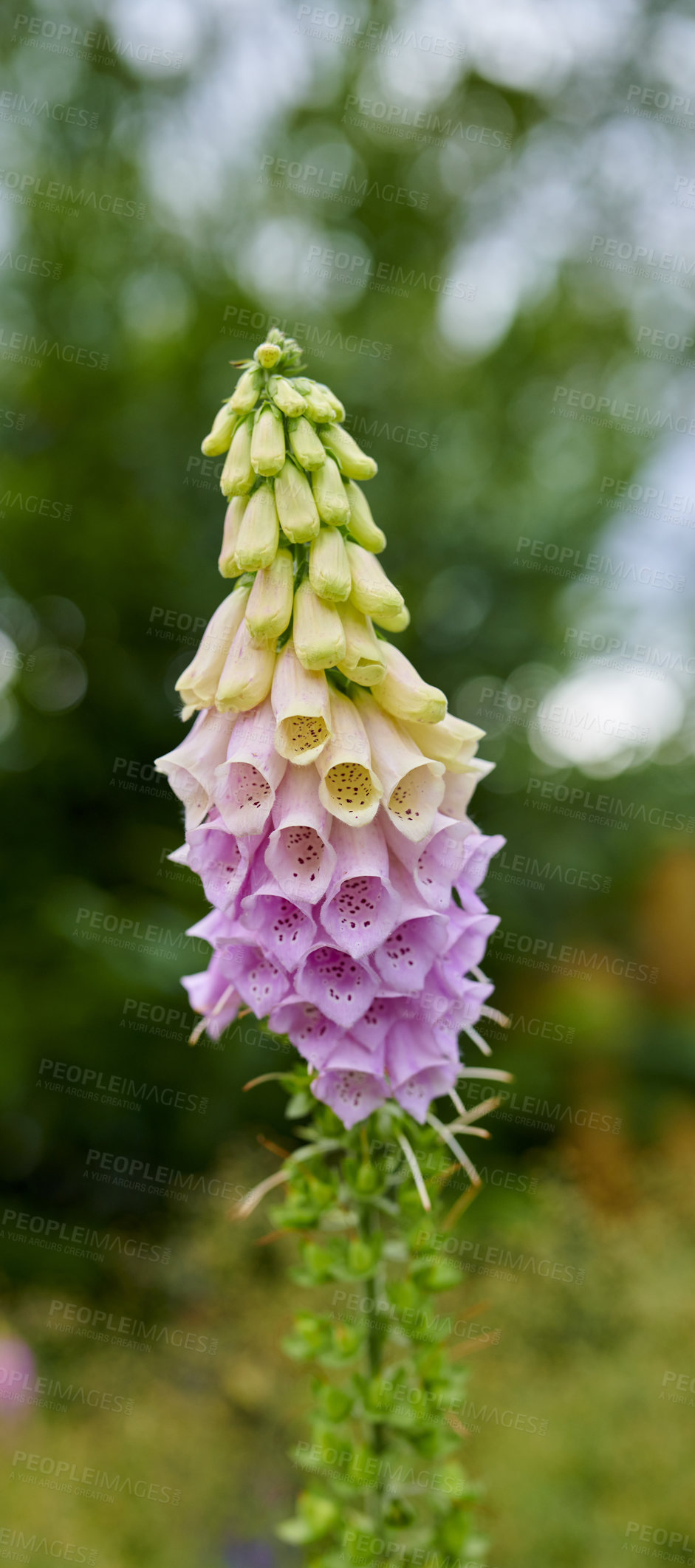 Buy stock photo A series of beautiful garden photos