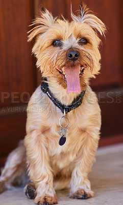 Buy stock photo Full length shot of a Yorkshire Terrier sitting indoors during the day