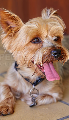 Buy stock photo Cropped shot of a Yorkshire Terrier lying indoors during the day