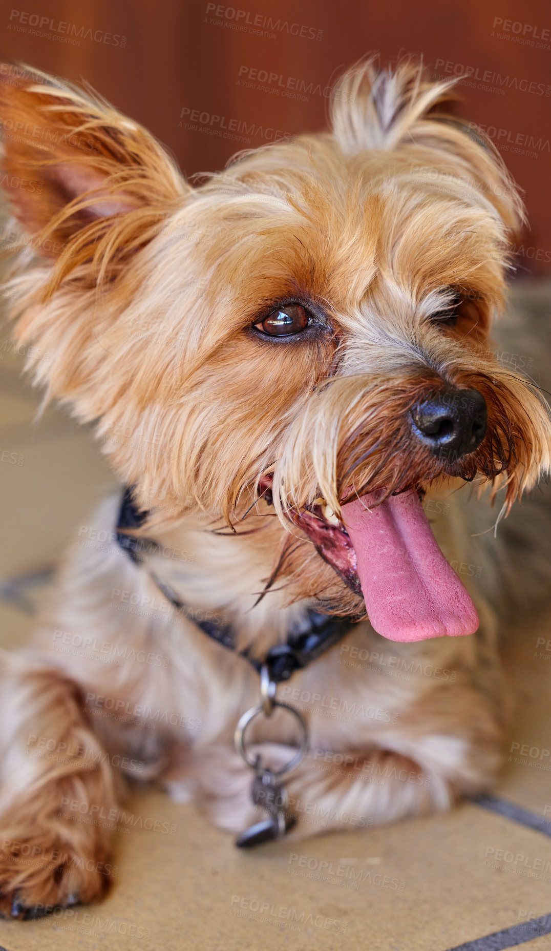 Buy stock photo Cropped shot of a Yorkshire Terrier lying indoors during the day