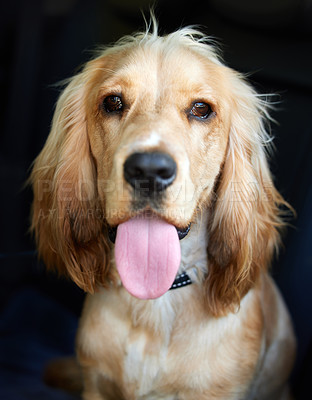 Buy stock photo Portrait shot of an adorable cocker spaniel puppy with its tongue out against a black background
