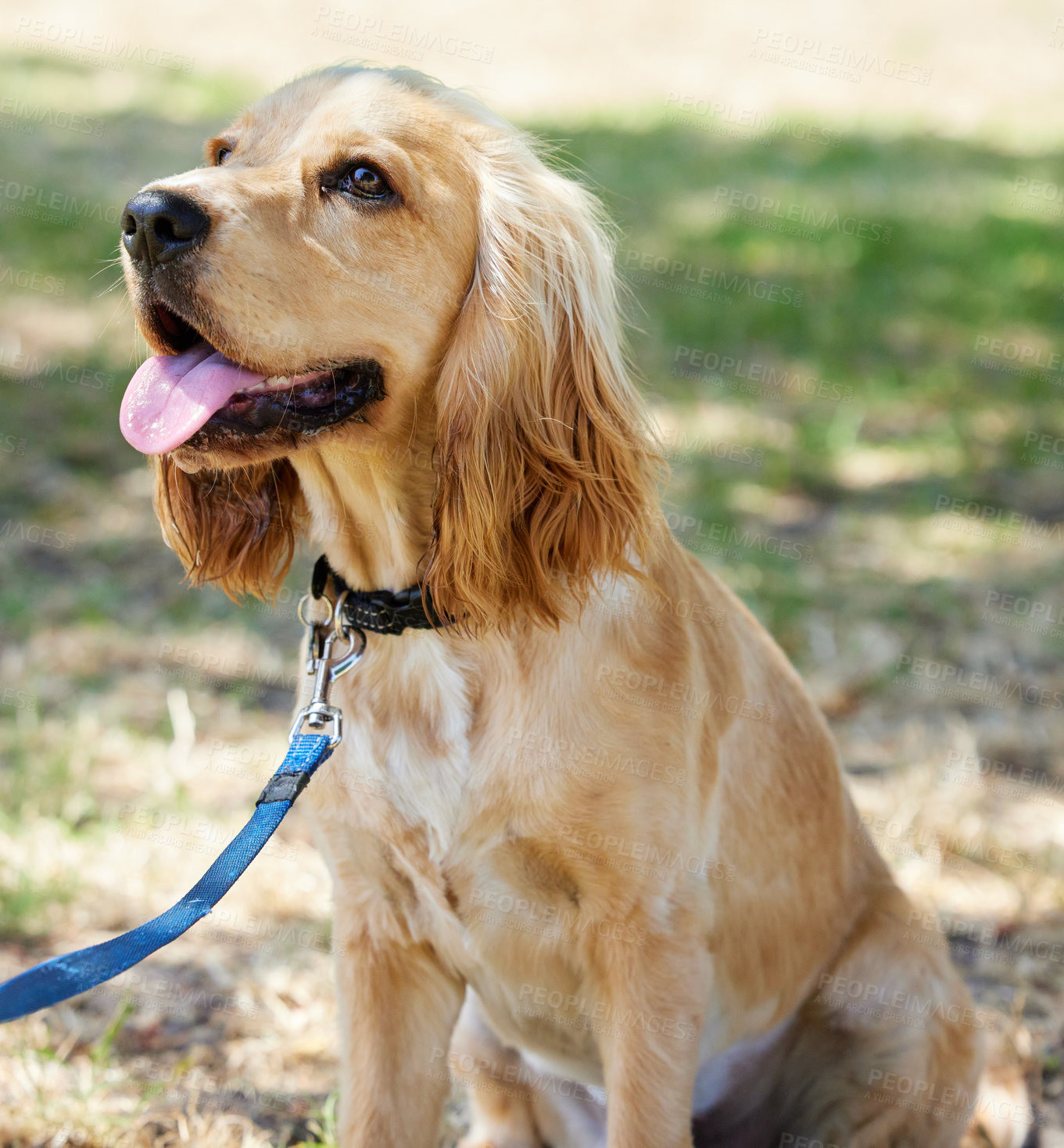 Buy stock photo Shot of an adorable cocker spaniel puppy sitting outside on the grass getting ready to go for a walk