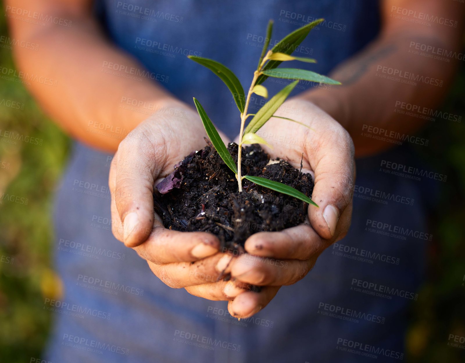 Buy stock photo Cropped shot of an unrecognizable man standing alone and holding a budding plant in his hand